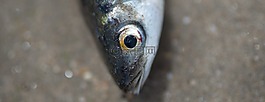 動物,魚,原