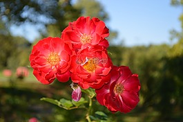 開(kāi)花,花,玫瑰