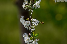 櫻花,花,春