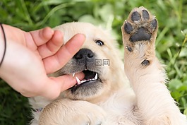 小狗,金毛獵犬,狗