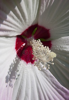 芙蓉,中國玫瑰艾比施,中國的玫瑰