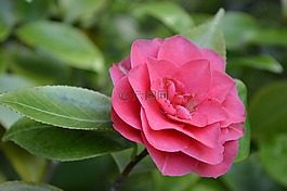 茶花,鲜花,布什