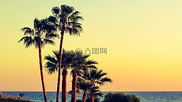 棕櫚樹,海灘,海