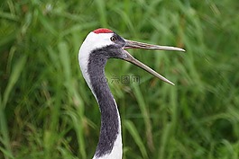 自然,鳥,野生動物