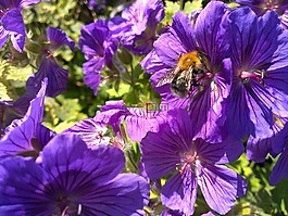 蜜蜂,鮮花,花蜜