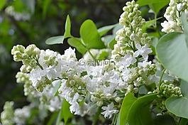 紫丁香,白,性質(zhì)