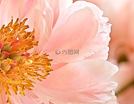 花,粉紅色,雄蕊