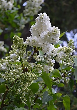 紫丁香,白,性質(zhì)