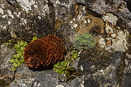 松球果,自來(lái)水,杉木