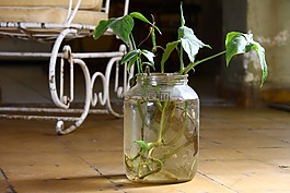 植物,瓶,老