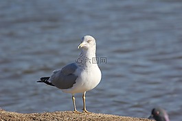 海鷗,鳥,鷗