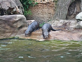 巨型水獺,動(dòng)物園,杜伊斯堡