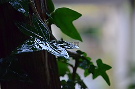 绿色的树叶,常春藤,叶
