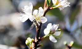 梅花,蜜蜂,花