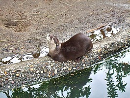 爪的水獭,享受,动物园