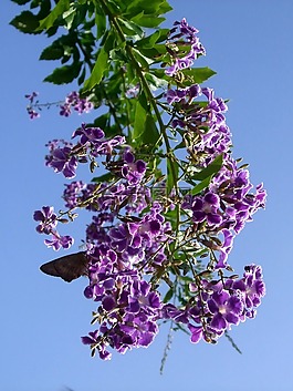 花,植物,大自然
