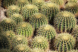 仙人掌,植物,綠色