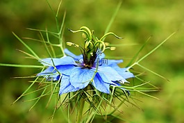 藍(lán)色的花,性質(zhì),花園