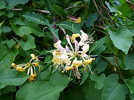 金銀花,開花,geissblattgewaechs