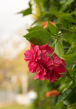 花,粉紅色,綠色