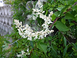 金銀花,開(kāi)花,白
