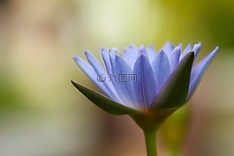 鮮花,自然,花
