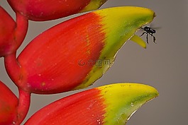 花卉,葉,香蕉樹(shù)