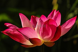 鮮花,自然,花