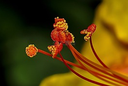 种子,花卉,小写