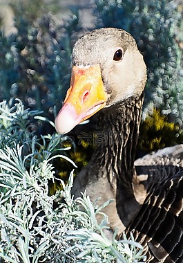 動物,鳥嘴,鳥