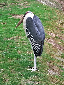marabu,夾克,動(dòng)物園