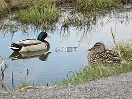沼澤,水,鴨
