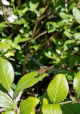 蜻蜓,昆蟲,甲蟲，昆蟲