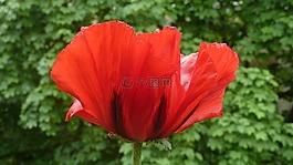 罌粟,花,夏季