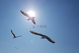 鷗,太陽,鳥