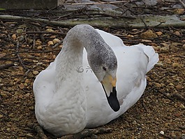 鹅,鸭,长长的脖子