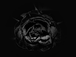 玫瑰,花卉,黑色