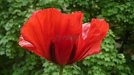 罌粟,花,夏季