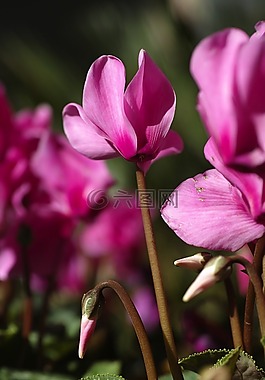 花卉,紫色,粉紅色