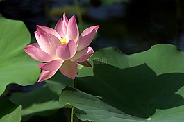 蓮花,植物,花