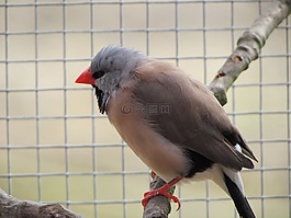 鳥,自然,動物