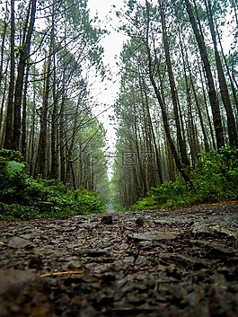 路,線索,松樹