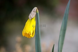 喇叭水仙,水仙,芽