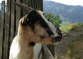 山羊,寵物,孩子