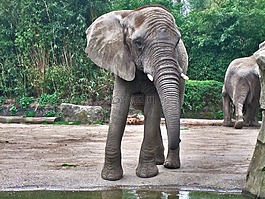 象,灰色,動物園