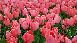 郁金香,花,自然