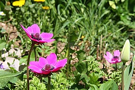 銀蓮花,鮮花,春