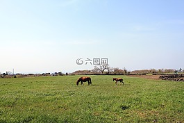 草甸,大自然,小馬