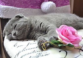 猫,小猫,年轻的猫