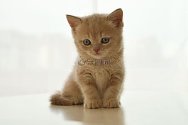 小猫,英国猫,宠物